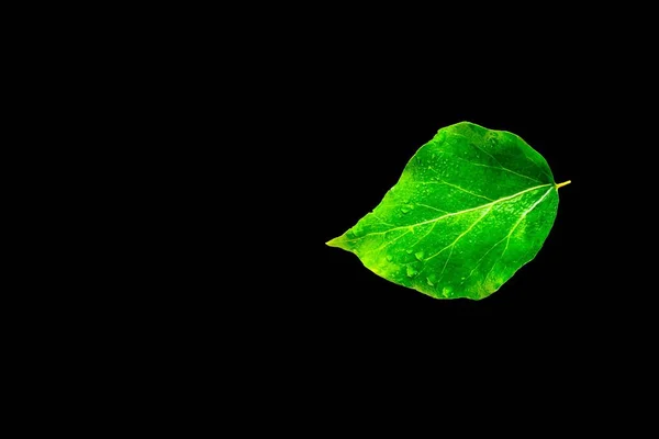 Крупним Планом Знімок Зеленого Листа Краплями Води Ізольовані Чорному Тлі — стокове фото