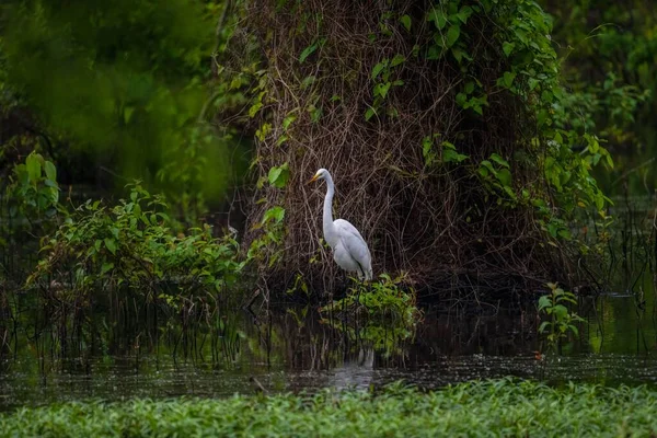 Una Hermosa Vista Una Gran Garza Azul Lago Entre Las — Foto de Stock