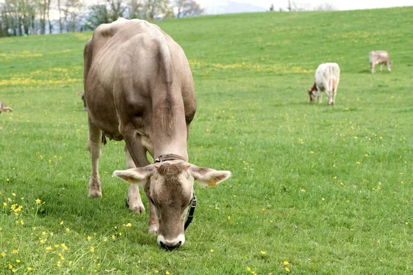 田舎の草原で食べるかわいいスイスの牛 — ストック写真