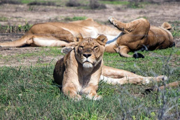 Львицы Отдыхают Сафари Парке Израиле — стоковое фото