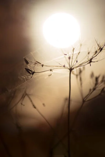 Pajęczyna Roślinach Zachodzie Słońca — Zdjęcie stockowe
