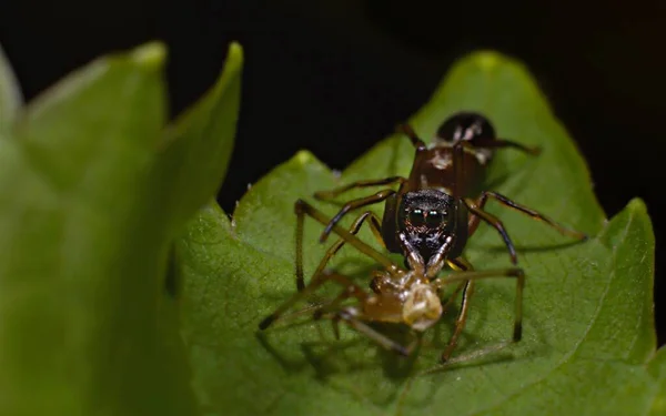 一只战斗的蚂蚁通过杀死更大的蜘蛛来保卫自己 — 图库照片