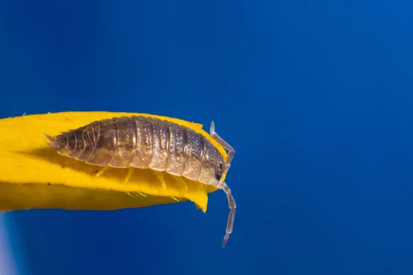 Primo Piano Woodlice Una Superficie Gialla Con Uno Sfondo Blu — Foto Stock