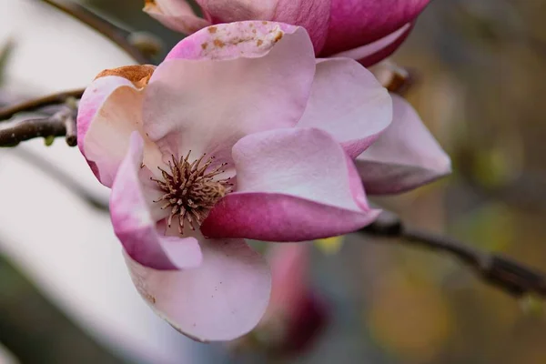 Plan Macro Délicate Fleur Magnolia Sur Arbre Avec Fond Bokeh — Photo