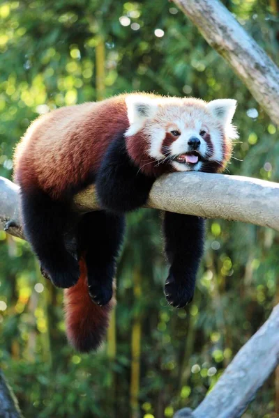 Panda Vermelho Bonito Relaxar Dormir Uma Árvore Durante Calor Verão — Fotografia de Stock