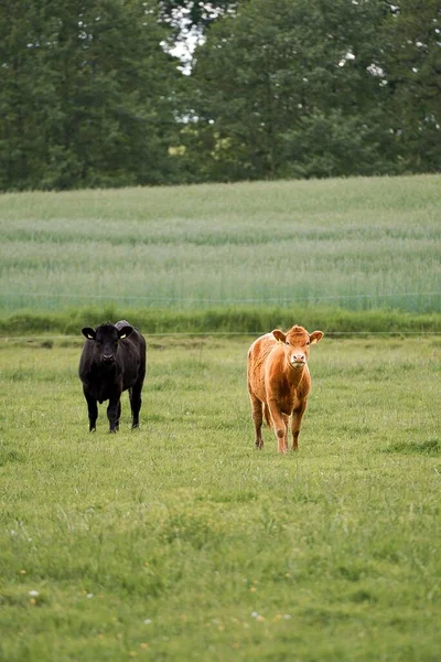 牧草地の茶色と黒の牛 — ストック写真