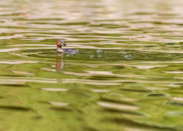 Primer Plano Grebe Con Cuernos Estanque —  Fotos de Stock