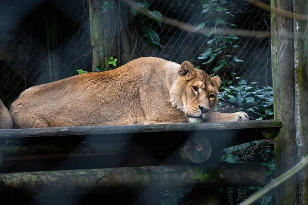 Lioness Lying Wooden Construction Zoo — Stock Photo, Image