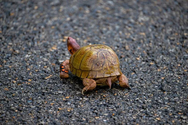 Nahaufnahme Einer Kleinen Rot Grünen Schildkröte Die Auf Einem Fußboden — Stockfoto