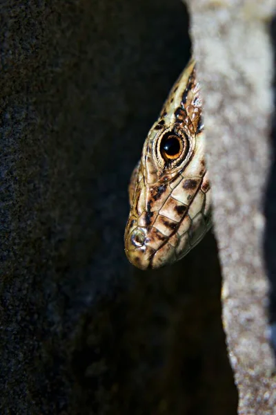 아름다운 도마뱀의 — 스톡 사진