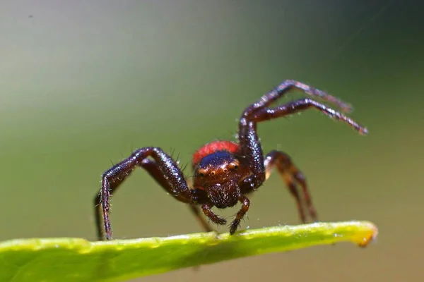 Μια Μακρο Φωτογραφία Του Phidippus Johnsoni Της Κοκκινομάλλας Αράχνης Που — Φωτογραφία Αρχείου