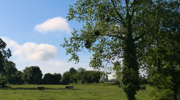 Campo Verde Con Ganado Pastando Contra Cielo Azul Nublado —  Fotos de Stock