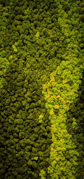 Närbild Frodig Grön Mossa Konsistens Vertikal — Stockfoto