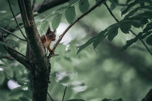 Ein Eichhörnchen Auf Einem Grünen Baum Einem Park — Stockfoto