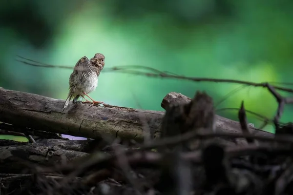 Merle Commun Turdus Merula Sur Une Branche — Photo