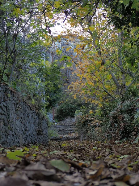 Ścieżka Kolorowymi Drzewami Środku Lasu Jesienią — Zdjęcie stockowe
