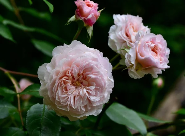 Eine Nahaufnahme Von Rosa Albrighton Ramble Rosen Die Garten Wachsen — Stockfoto