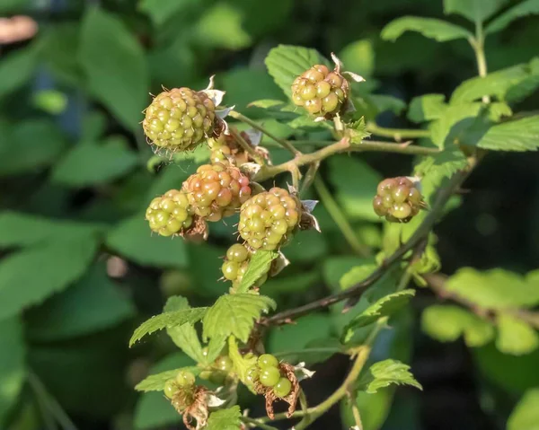 Gros Plan Mûres Non Mûres Poussant Dans Jardin — Photo