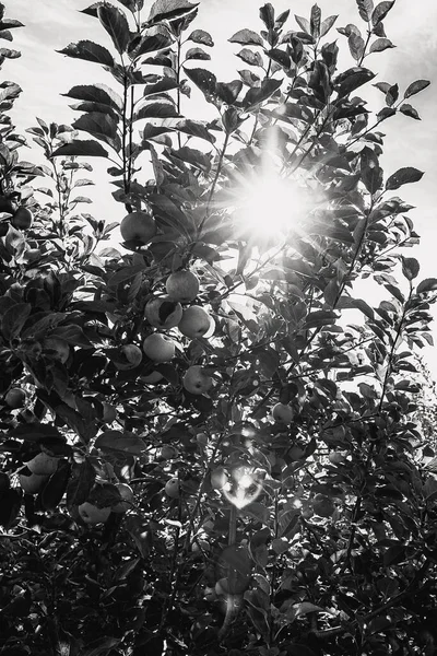 Μηλιά Στον Κήπο Ήλιο Ανάμεσα Στα Φύλλα — Φωτογραφία Αρχείου