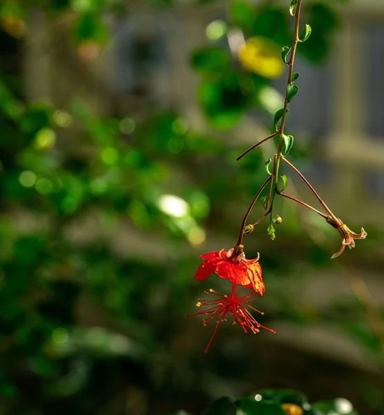 Eine Schöne Rote Hibiscus Grandidieri Blume Blüht Einem Garten — Stockfoto
