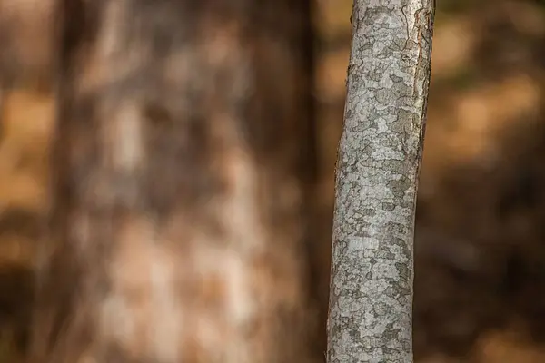 Une Belle Vue Sur Tronc Arbre Mince Dans Forêt — Photo