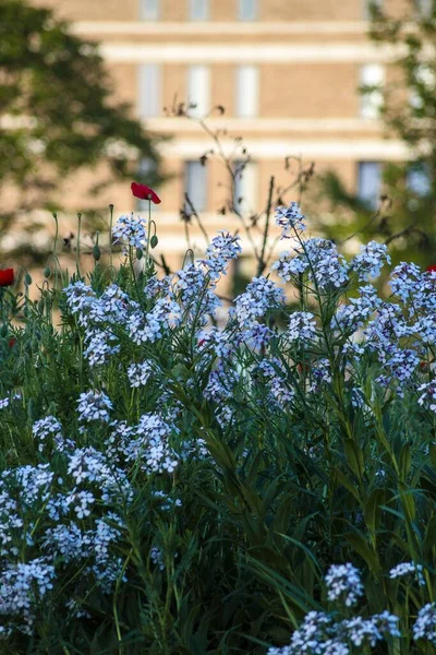 Plano Vertical Hermosas Flores Azules Diminutas Floreciendo Aire Libre — Foto de Stock