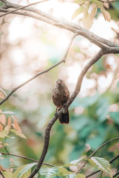 Parloteo Selva Argya Striata Árbol — Foto de Stock