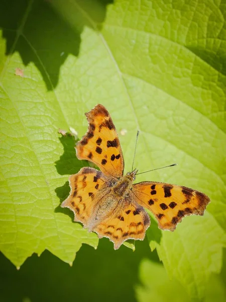 Ein Bunter Schmetterling Auf Dem Blatt — Stockfoto