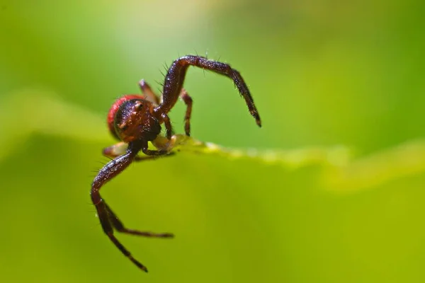 Een Close Shot Van Een Rood Back Springende Spin Wazige — Stockfoto