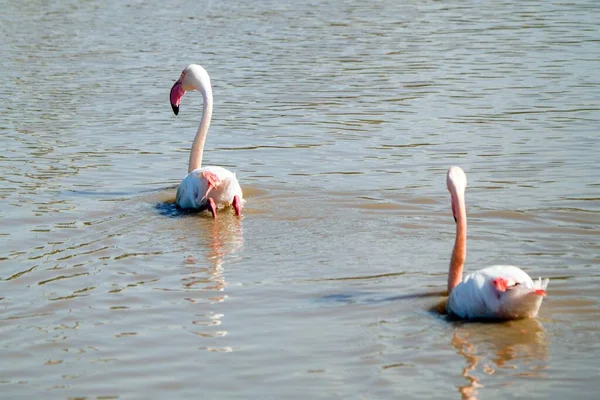 Flamingos Ramat Gan Safari Park Israel — Fotografia de Stock