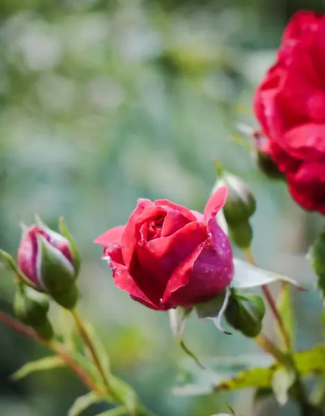 Selektywne Ujęcie Ostrości Czerwonych Róż Polu — Zdjęcie stockowe