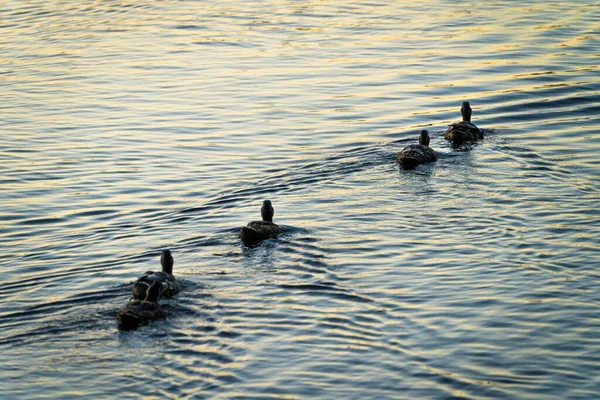 Gros Plan Canard Domestique Nageant Dans Eau — Photo