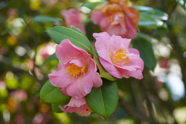 Крупный План Японской Камелии Розовые Цветы — стоковое фото