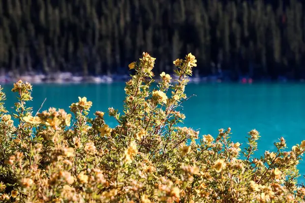 Beautiful View Lake Louise Banff National Park Canada — Stock Photo, Image