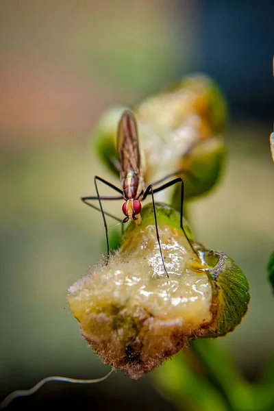 Ein Vertikales Makro Einer Mücke Auf Einer Grünen Pflanze — Stockfoto