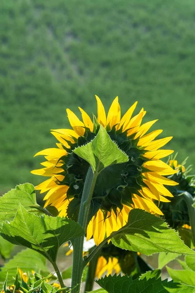 Eine Sonnenblume Auf Einem Feld Einem Sonnigen Morgen — Stockfoto