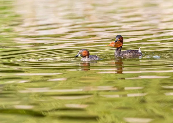 池の中で二羽の角のついた草むらのクローズアップ — ストック写真