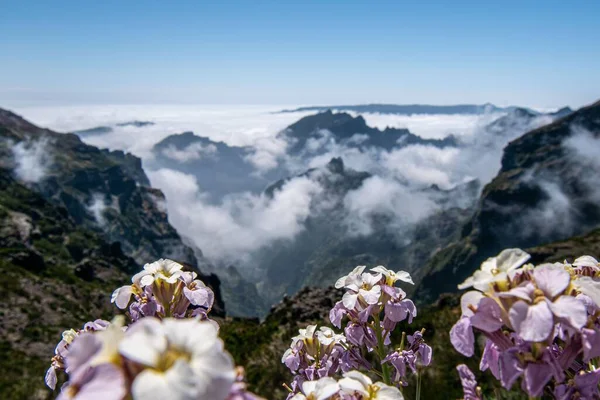 Portekiz Madeira Önplanında Çiçekler Olan Güzel Bir Dağ Manzarası — Stok fotoğraf