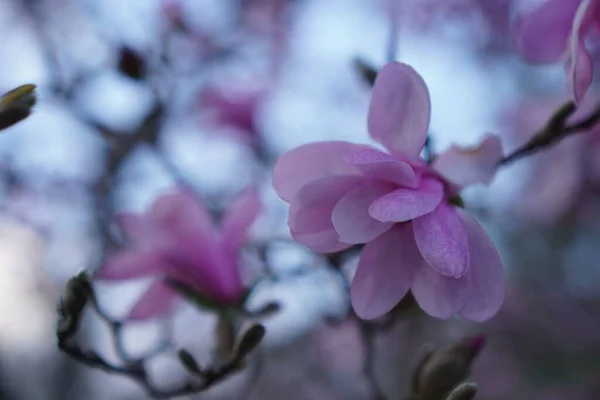 Zbliżenie Gałęzi Drzewa Kwitnącymi Różowymi Kwiatami — Zdjęcie stockowe