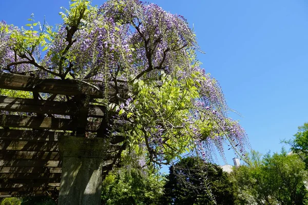 Focus Selettivo Rami Glicine Giapponesi Con Fiori Contro Cielo Blu — Foto Stock