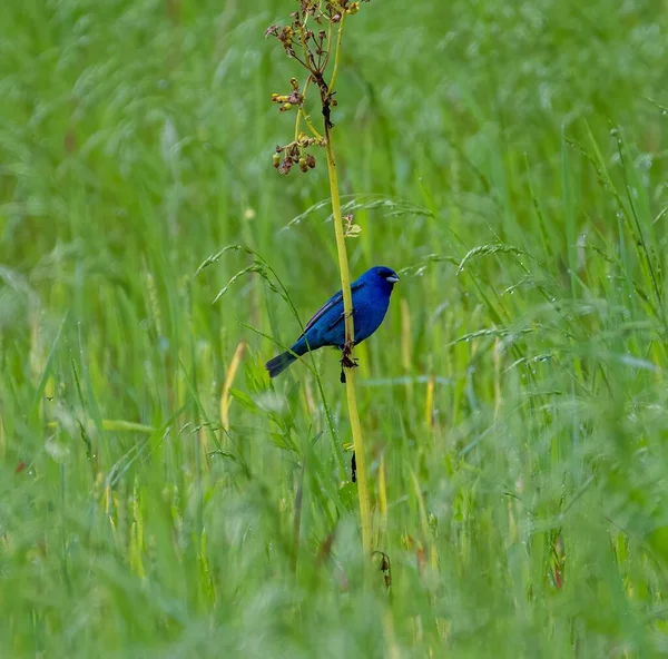 Vacker Blåfågel Planta Ett Gräsfält — Stockfoto