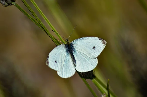 Zbliżenie Zdjęcie Pieris Brassicae Motyl — Zdjęcie stockowe