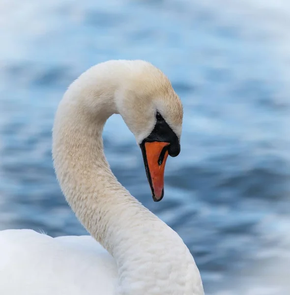 Белый Лебедь Плавает Озере — стоковое фото