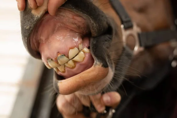 A baby horse's loose temporary milk teeth
