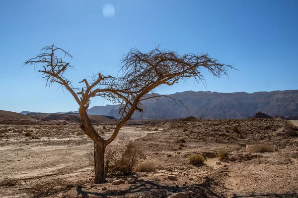 Güney Srail Negev Çölü Nde Bir Akasya Ağacı — Stok fotoğraf