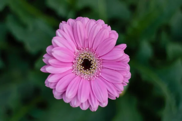 Uma Vista Superior Close Flor Rosa Gerbera — Fotografia de Stock
