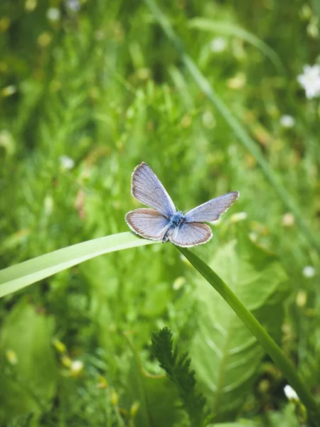 Селективный Снимок Синей Бабочки Сидящей Зеленом Растении — стоковое фото