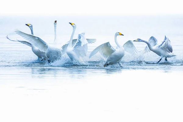 Una Hermosa Toma Grupo Cisnes Mudos Aterrizando Agua Perfecto Para — Foto de Stock