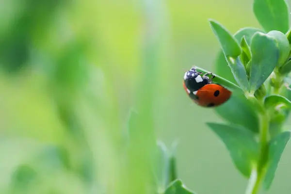 Close Uma Pequena Joaninha Bonita Uma Planta Verde Com Fundo — Fotografia de Stock