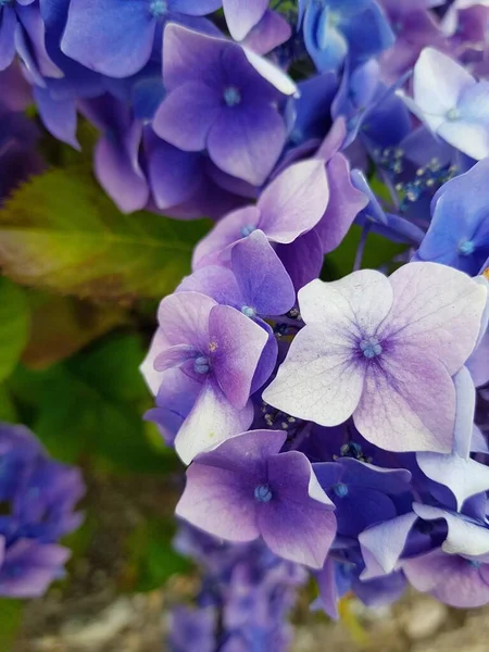 Μια Κοντινή Φωτογραφία Λουλούδια Ορτανσίας Στον Κήπο — Φωτογραφία Αρχείου